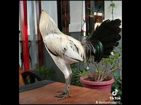 broodcock meaning in tagalog|The English .